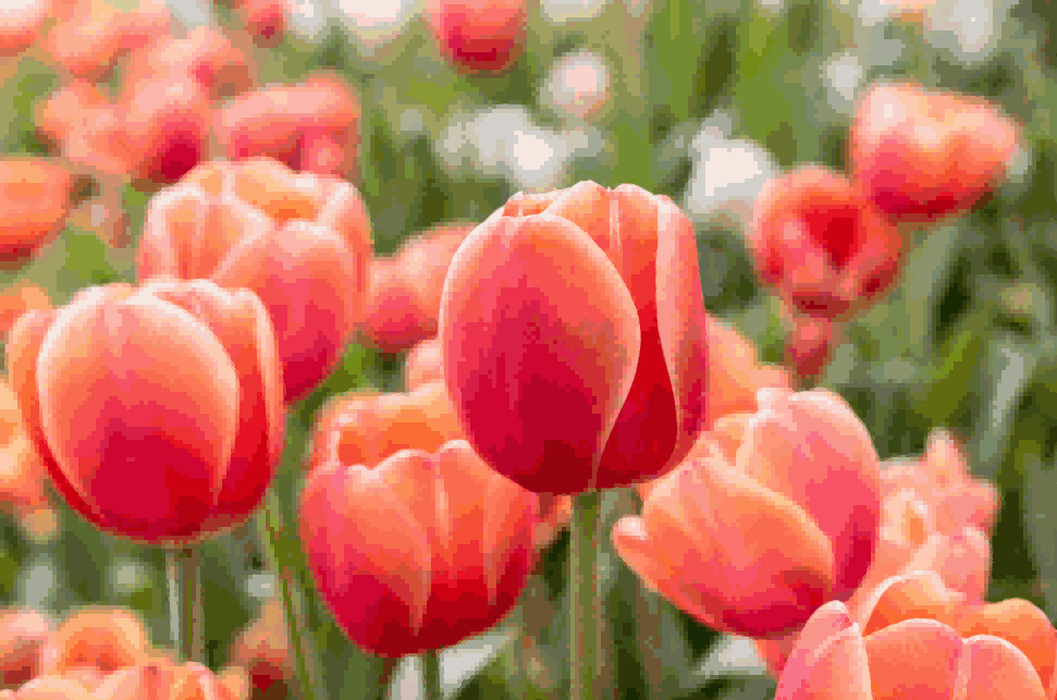 海关数据,SG亚洲胜游海关数据,荷兰海关数据