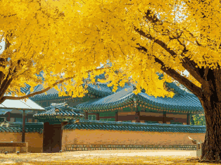 韩国外贸数据,外贸数据,SG亚洲胜游外贸数据